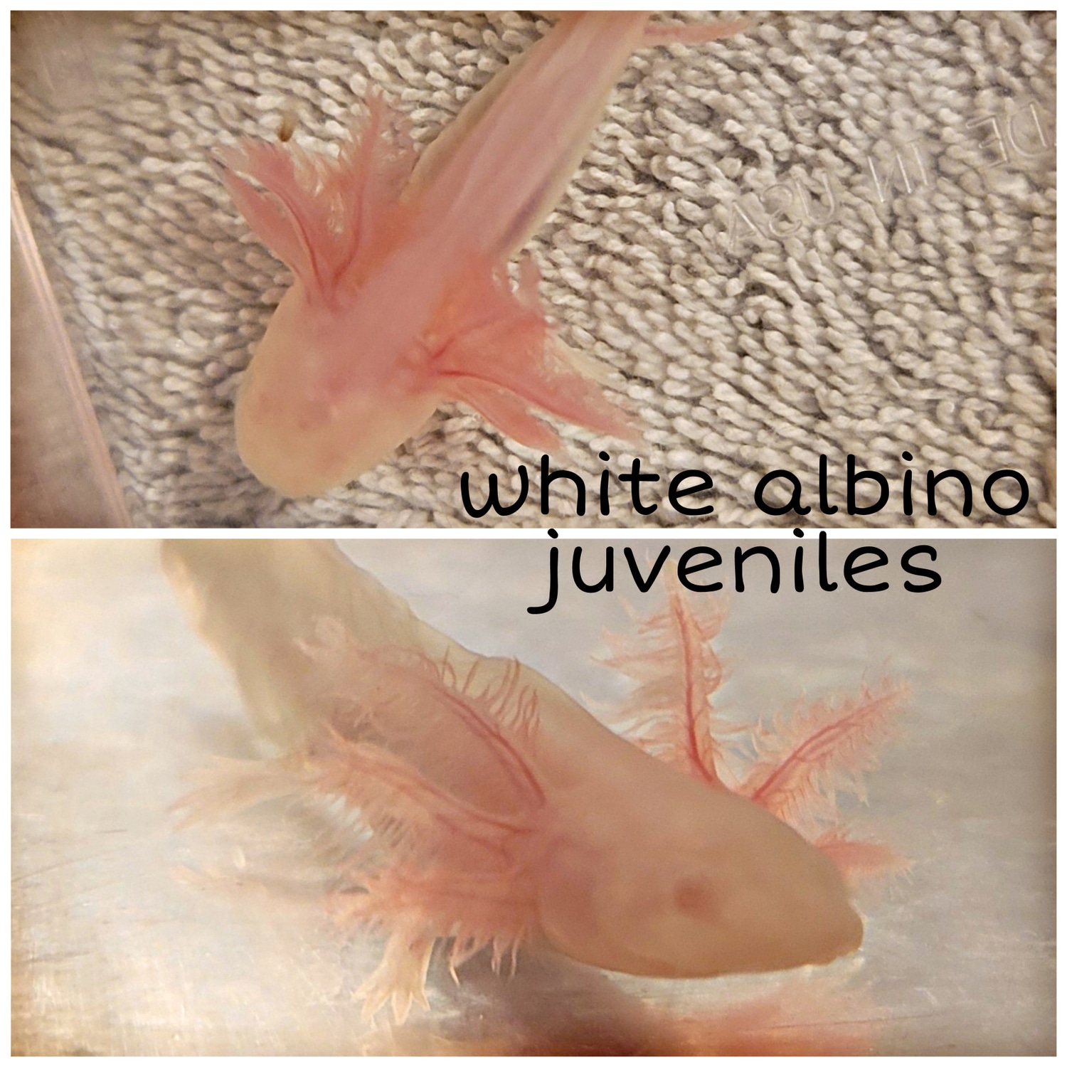 White Albino Axolotl by A Lotl Love
