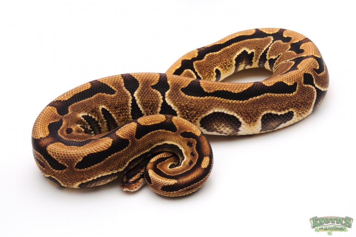 Puzzle Ball Python by Exotics by Nature Co.