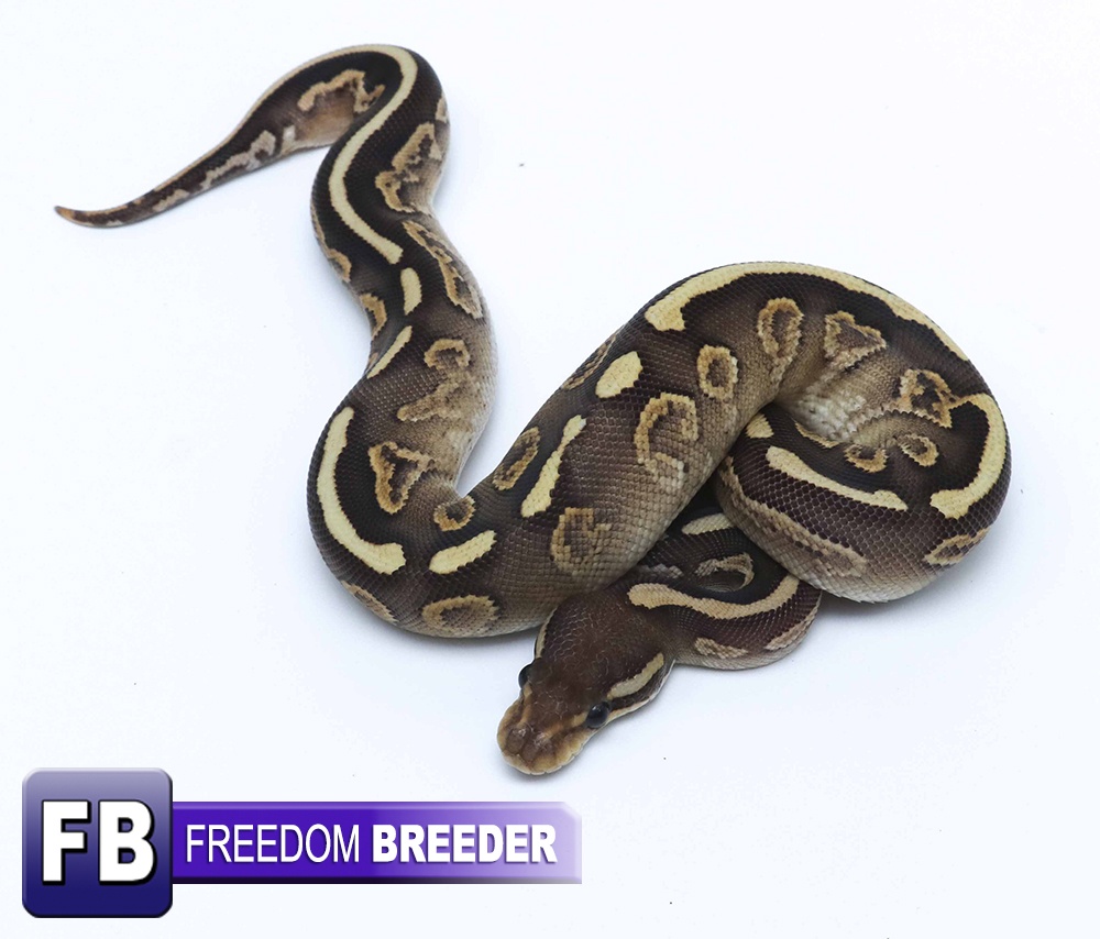 Black Pastel Mojave Mckenzie Ball Python by Freedom Breeder