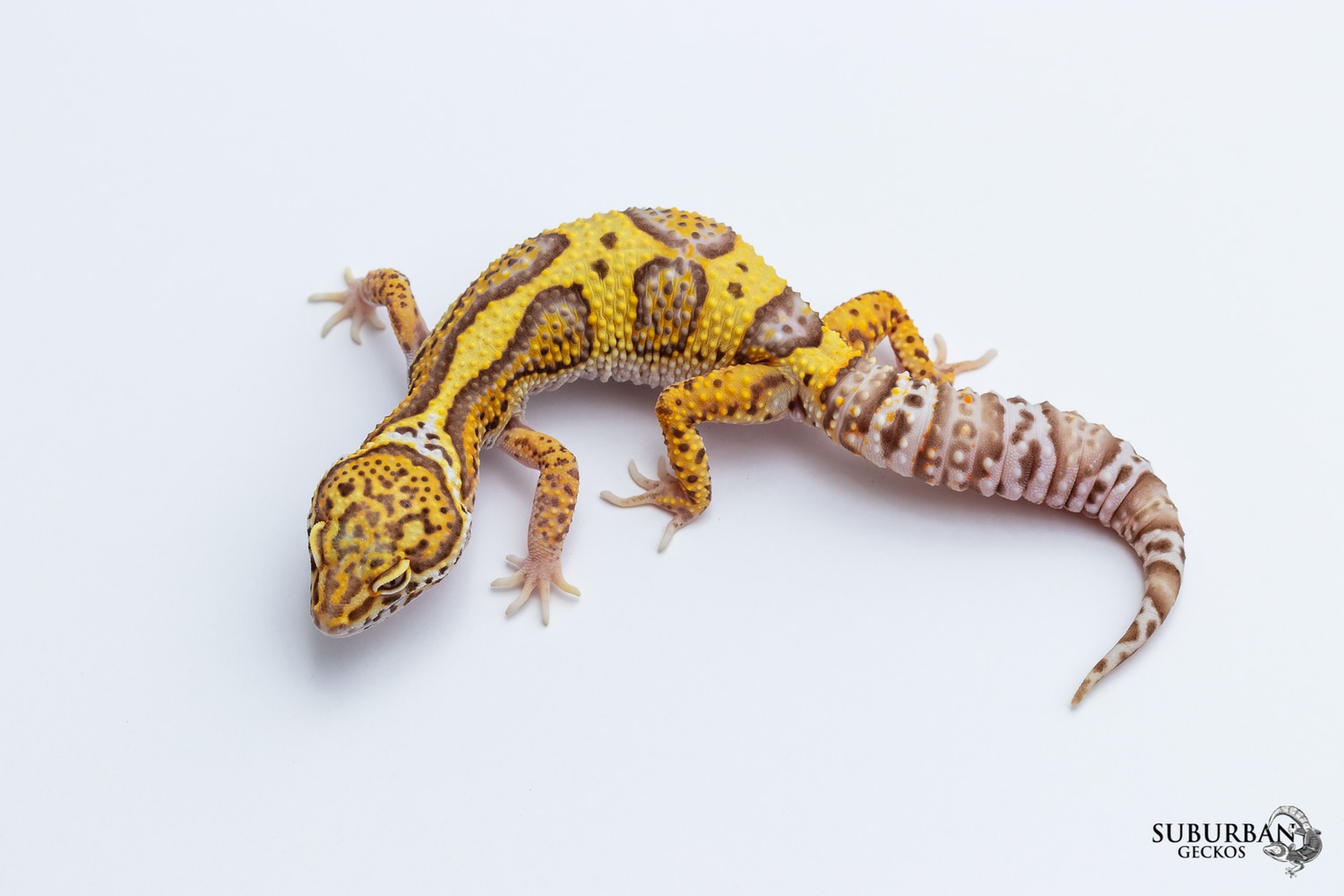 Gem Snow Radar Leopard Gecko by Suburban Geckos