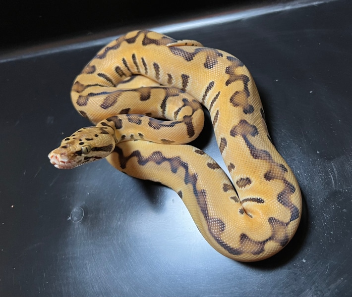 BurmBall Bumblebee from parring of female Greene Burmese and male Killer bee Mojave Ball Python by Silesia Reptiles 3
