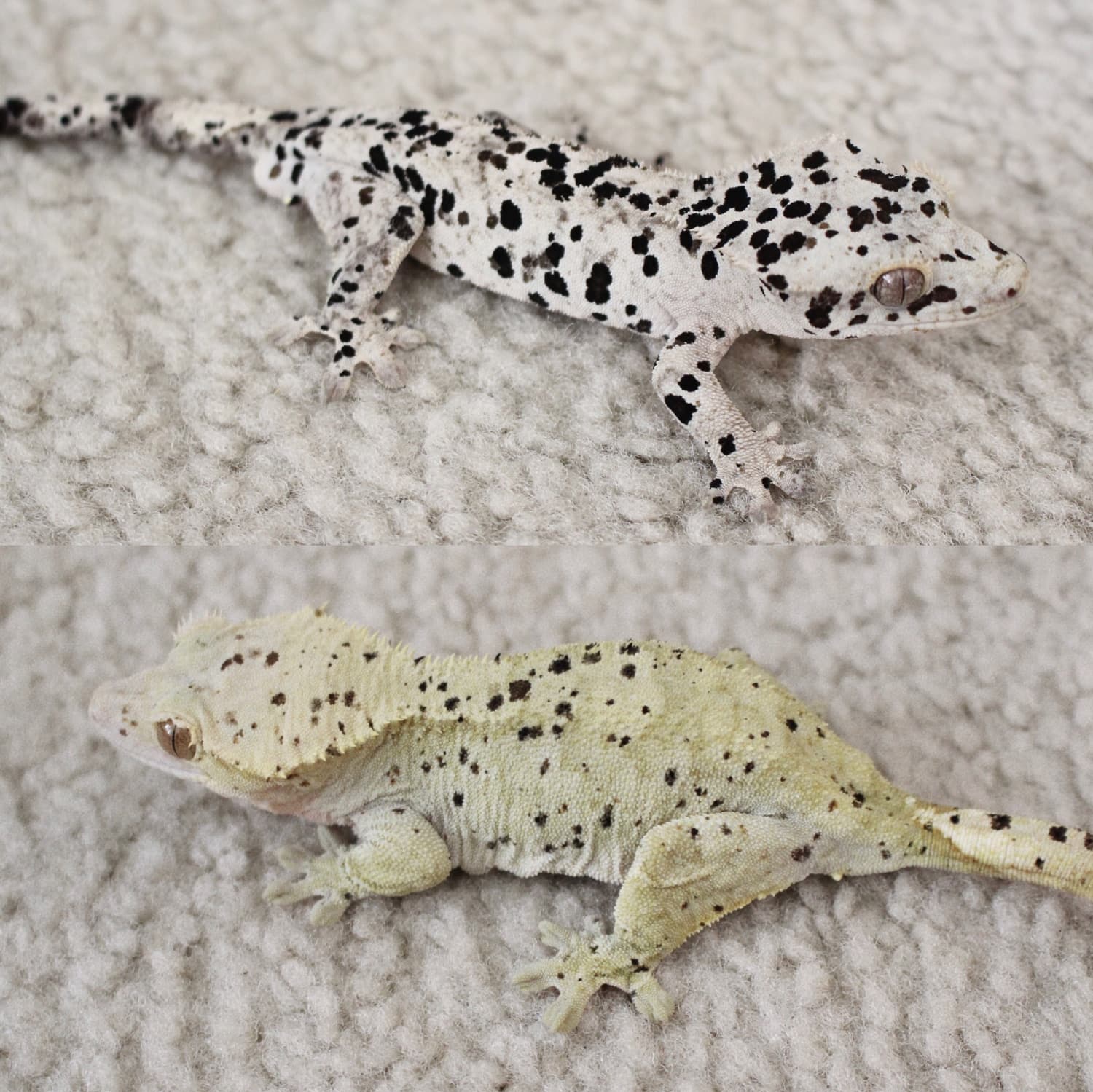 Dalmatian Crested Gecko by Mercury Geckos