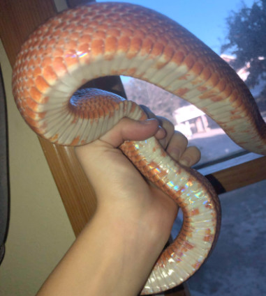 rare corn snake morphs