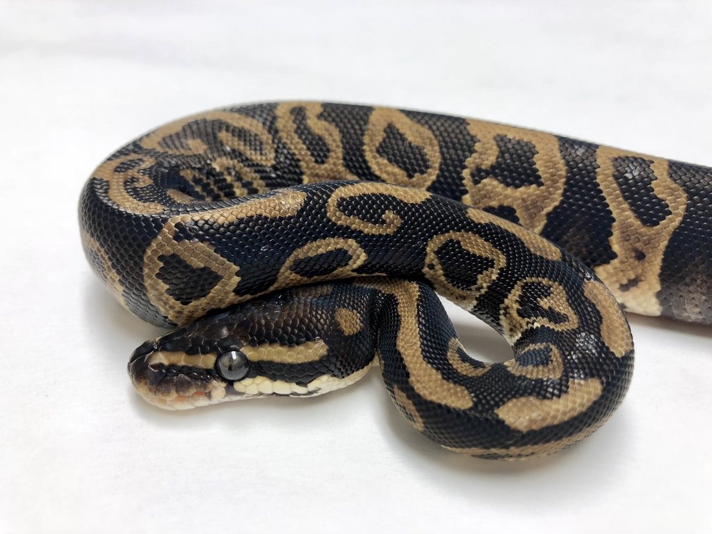Leopard Ball Python by BHB Reptiles