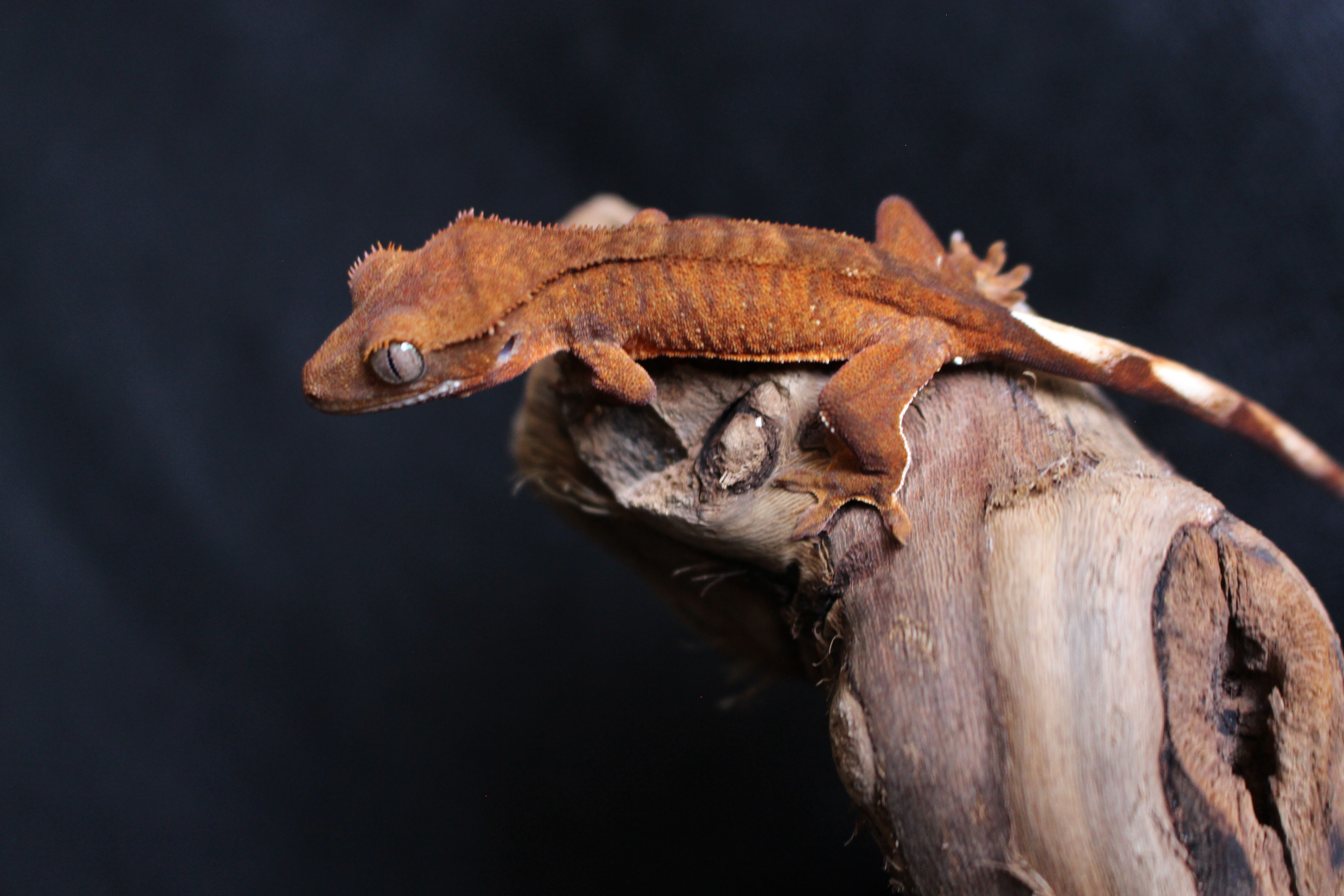 Red Crested Gecko by KLW Reptiles