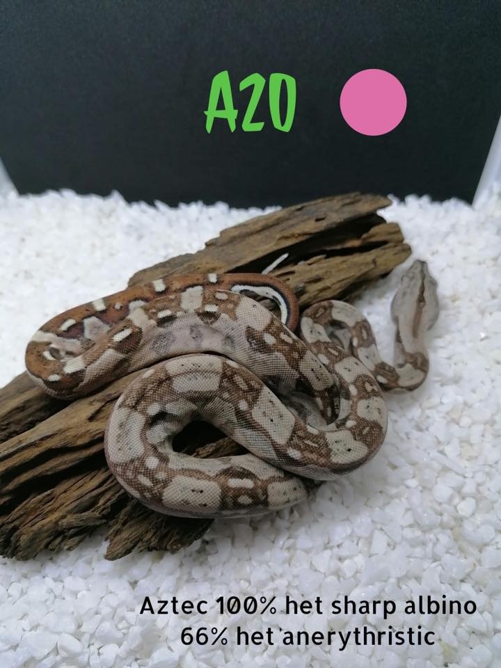Aztec Boa Constrictor by JurassicEmpire