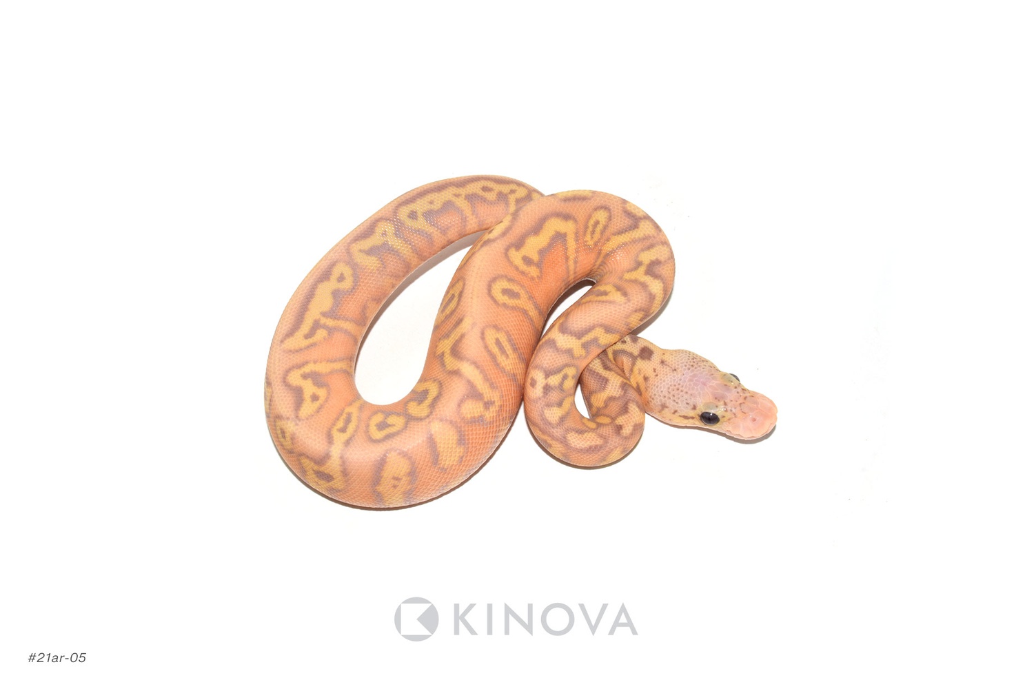 Stranger Spotnose Pastel Coral Glow Clown Ball Python by KINOVA