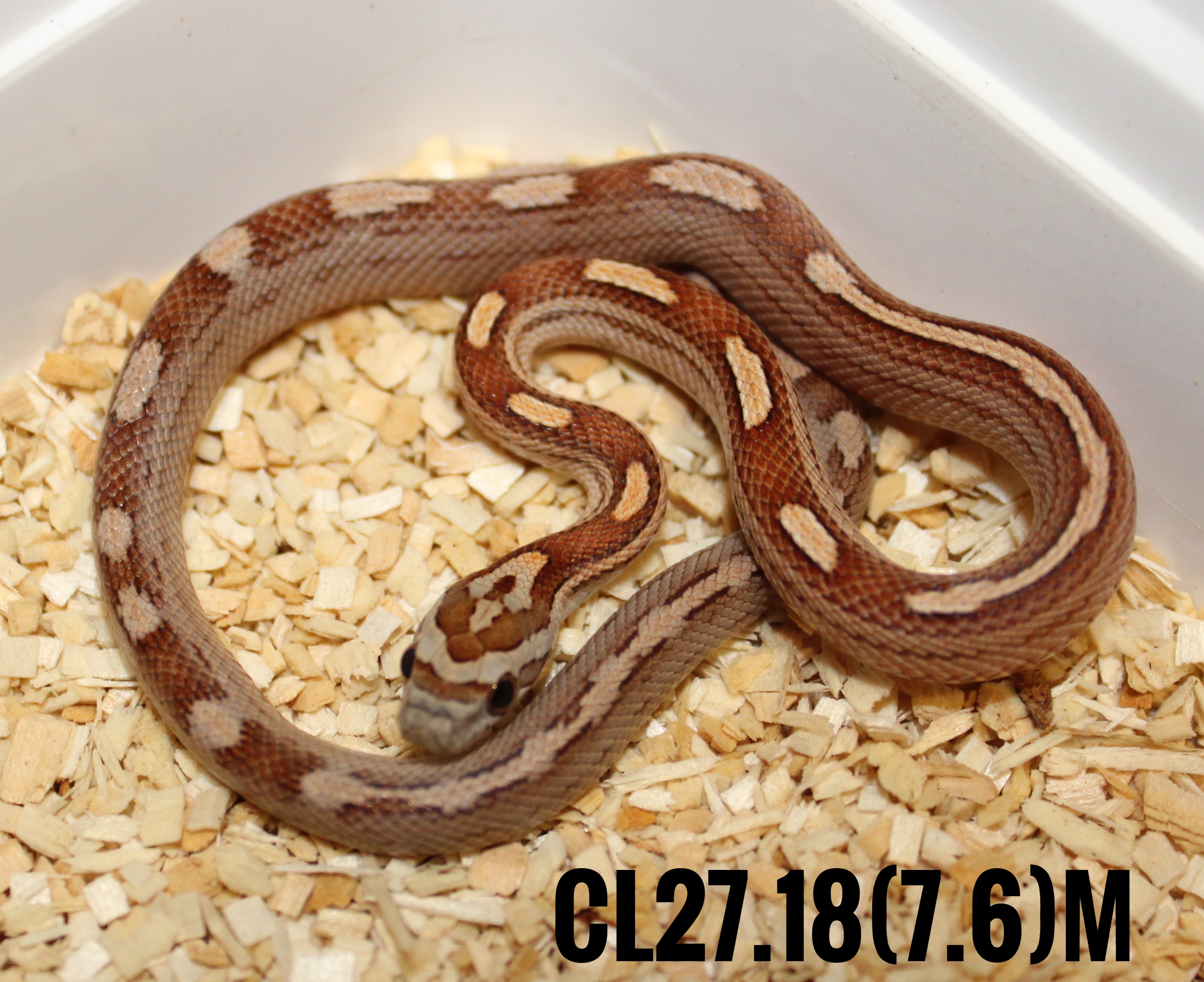 Motley Corn Snake by Blackheart Reptiles