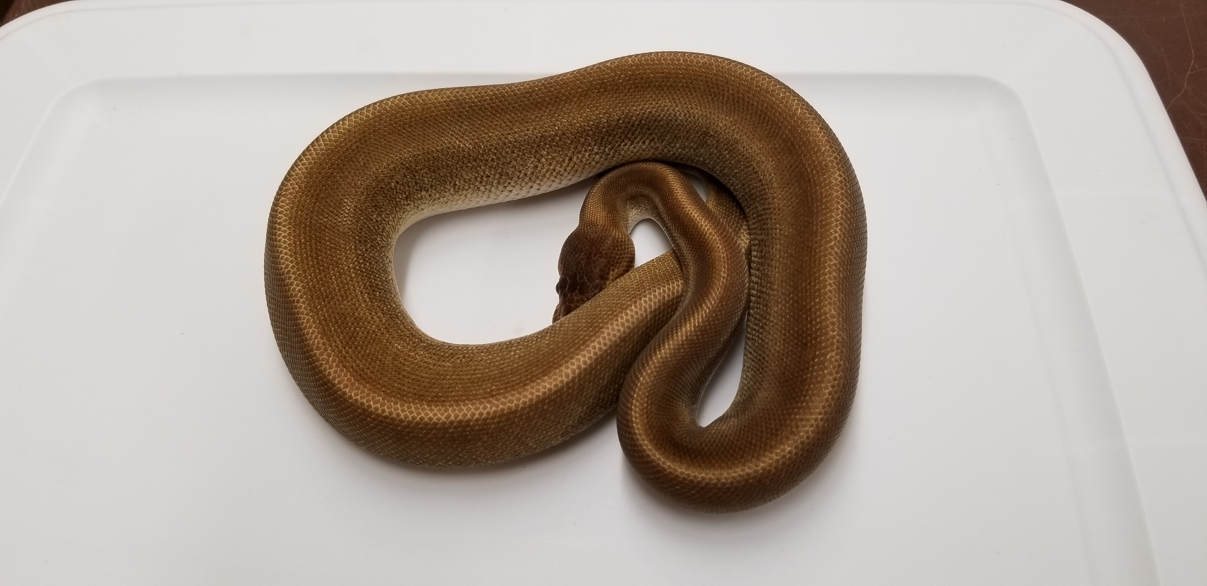 Patternless Ball Python by Exotic Designs Reptiles