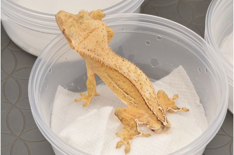 C2 Cream On Cream Phantom Quad Stripe - Whiteout Lateral Striping - CLEAN Creamy Yellowish Base Crested Gecko by Anthony Caponetto Reptiles