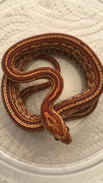 Tessera Corn Snake by Boshbear Reptiles