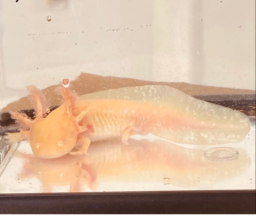 High Iridophore Albino Gold Axolotl by Amphibians Galore