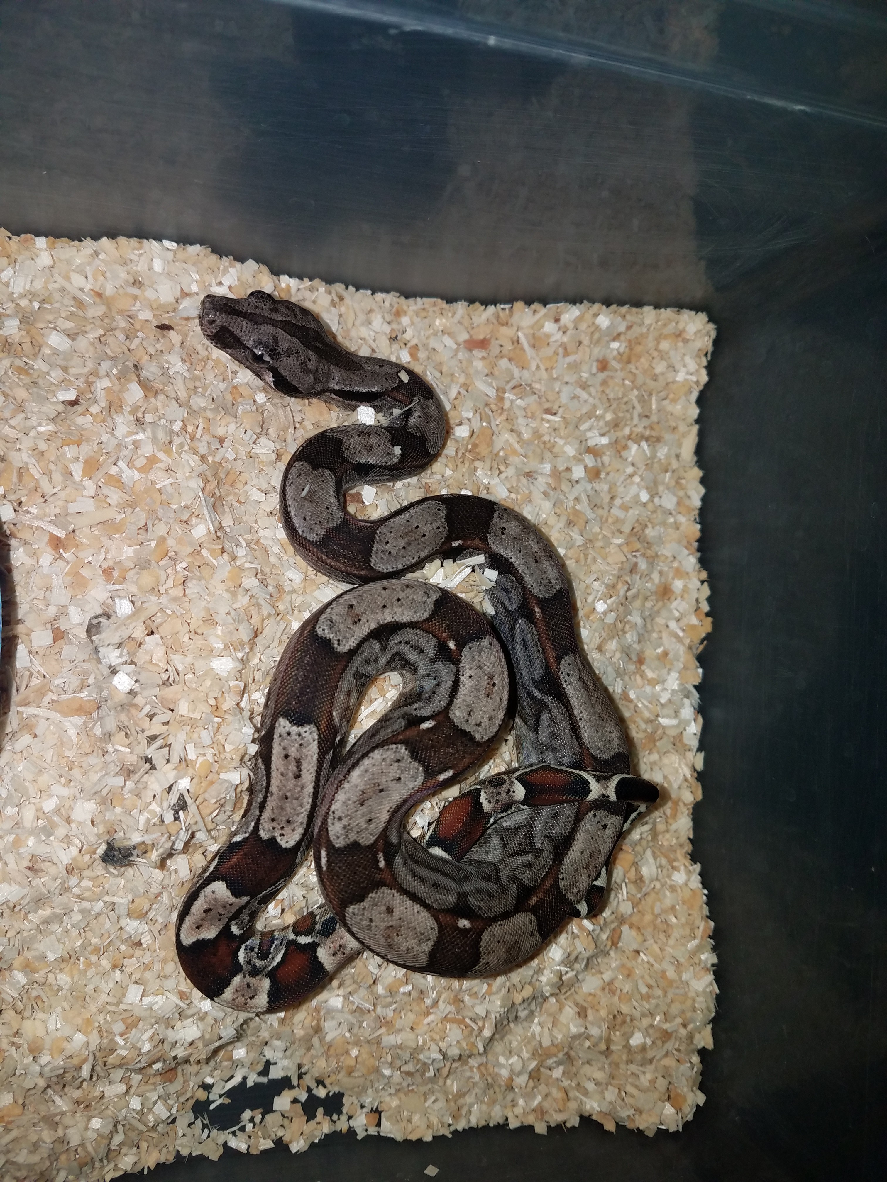Roswell Laddertail Boa Constrictor by Royalty Exotics