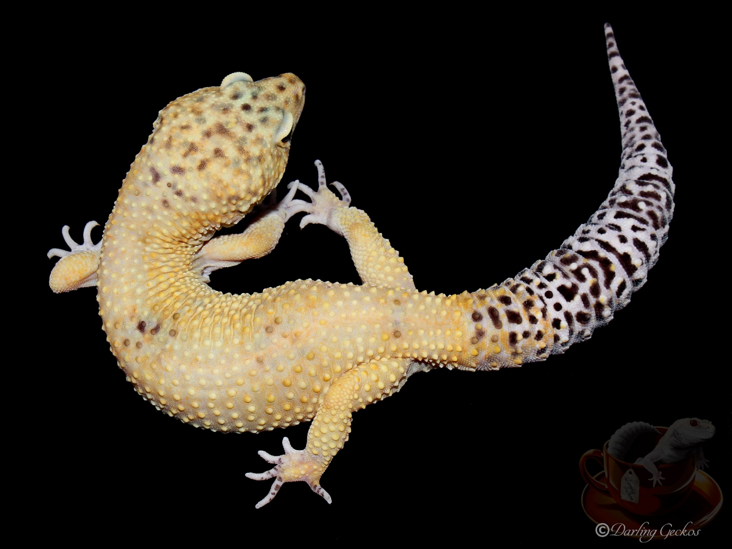 Atomic Afghan Cross No Hets Leopard Gecko by Darling Geckos