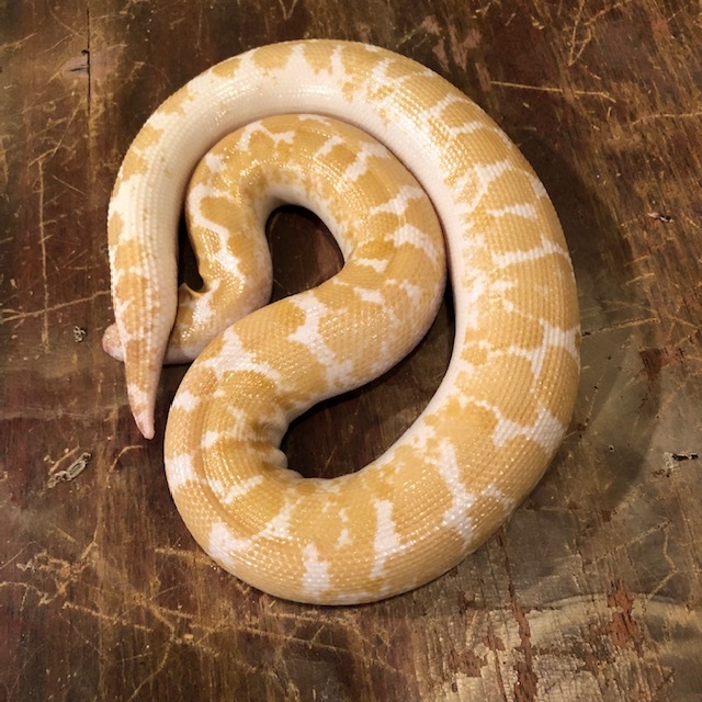 Show Off Your Sand Boas - Sand Boas - MorphMarket Reptile Community