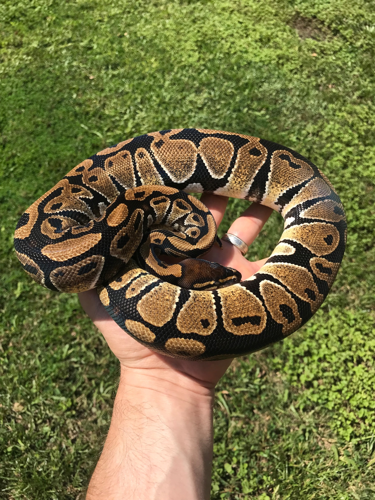NR Mandarin Ball Python by The Florida Reptile Ranch