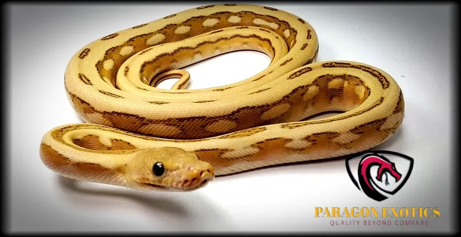 Jag. OGS SUN Reticulated Python by Paragon Exotics