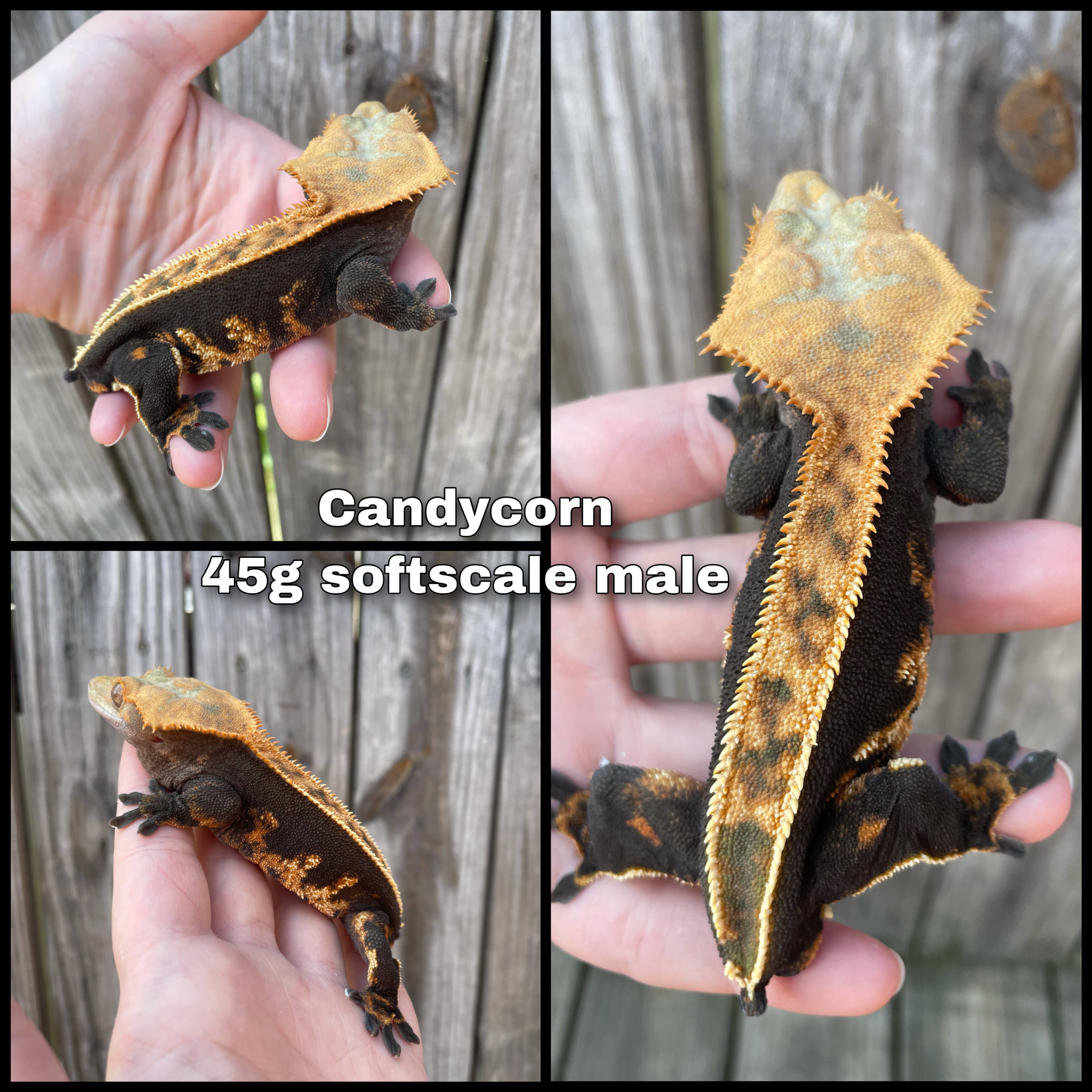Softscale Crested Gecko by H&H Cresties