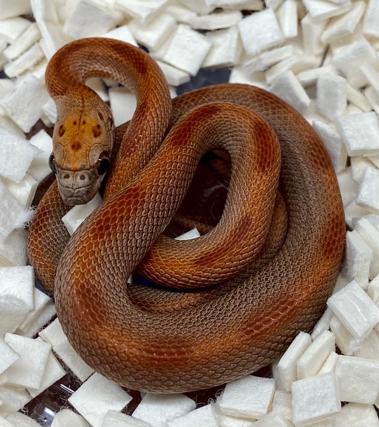 Sunkissed Ultra Stripe (66% Lavender, ) Corn Snake by Hardee's Exotic Reptile Emporium