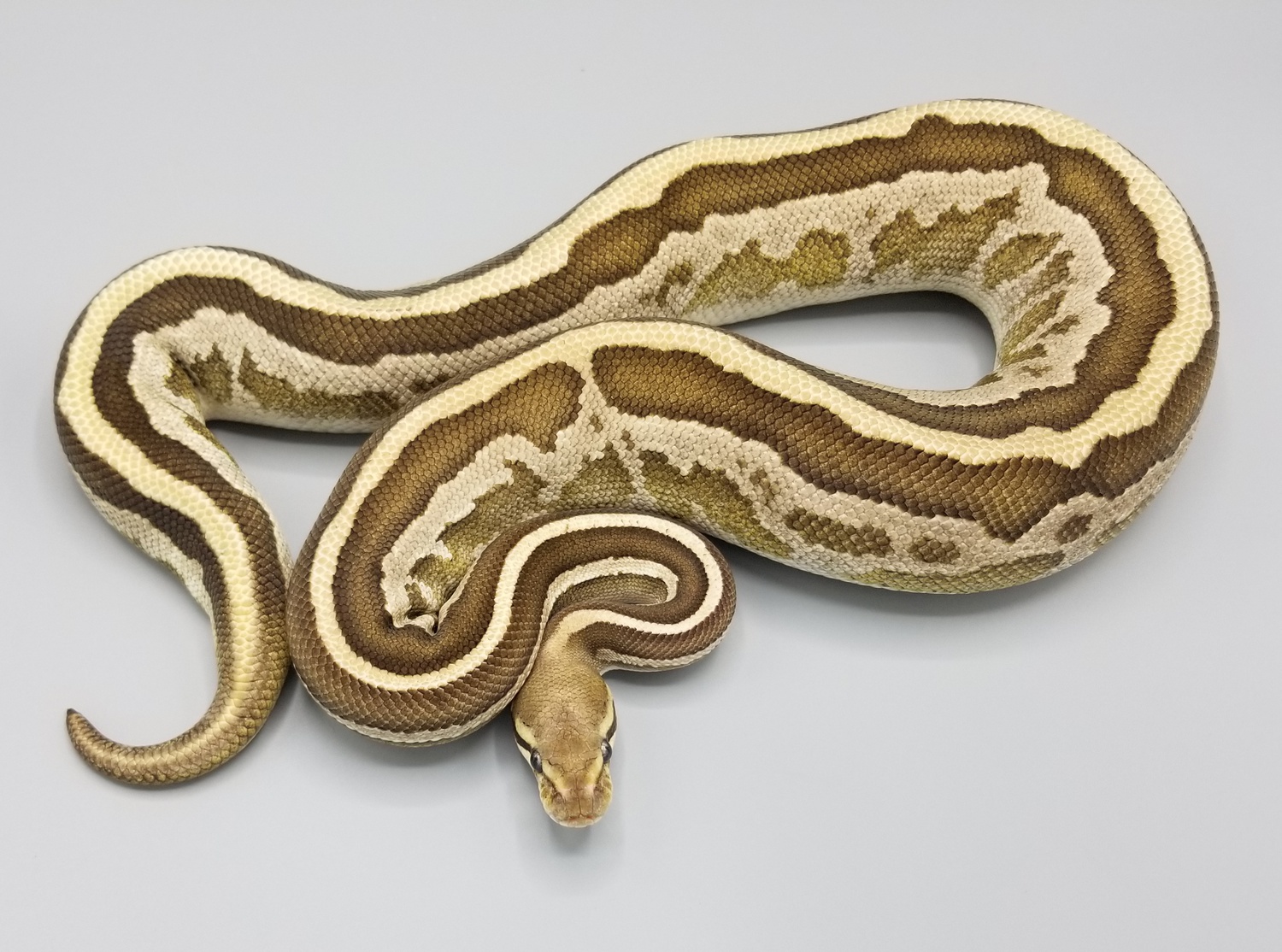 Leopard Mojave Arroyo Fire Ball Python by Milbradt & Caponetto Pythons