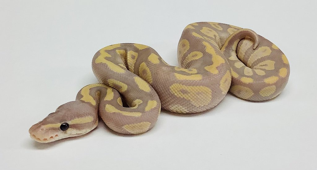 Banana Chocolate Ball Python by BHB Reptiles
