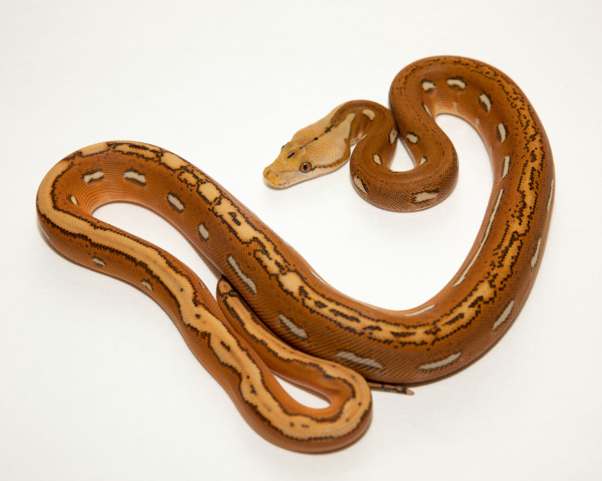 Orange Ghost Stripe Reticulated Python by TGR Exotics