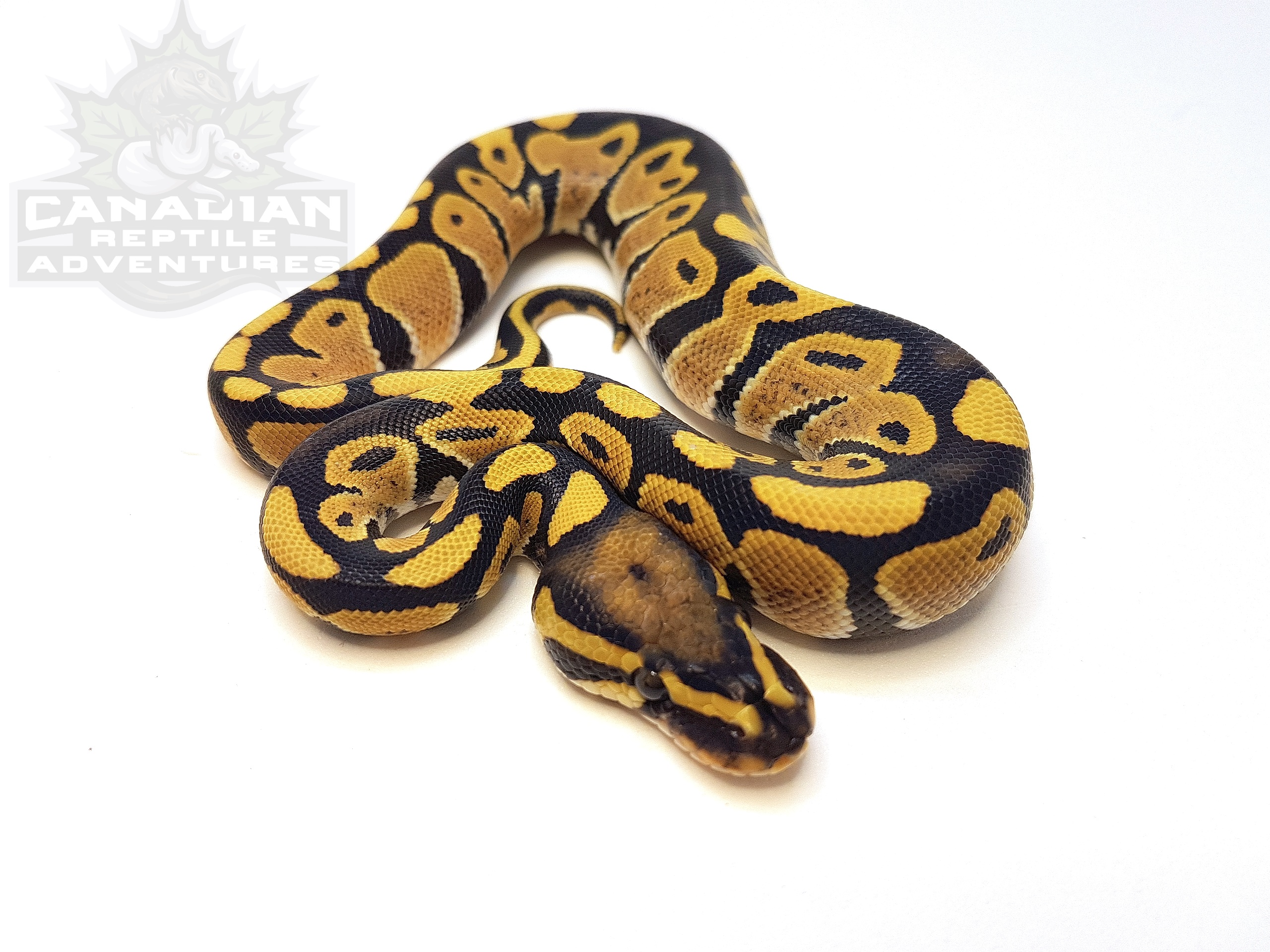 Enhancer Ball Python by Canadian Reptile Adventures