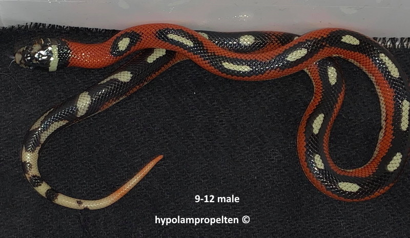 Striped Sinaloan Milk Snake by Holger H.