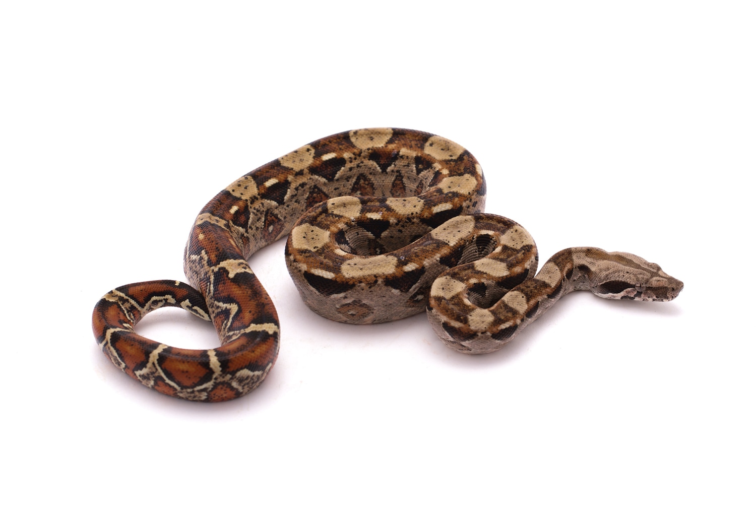 Red Panther Raptor Possible Het VPI Boa Constrictor by Custom Scales