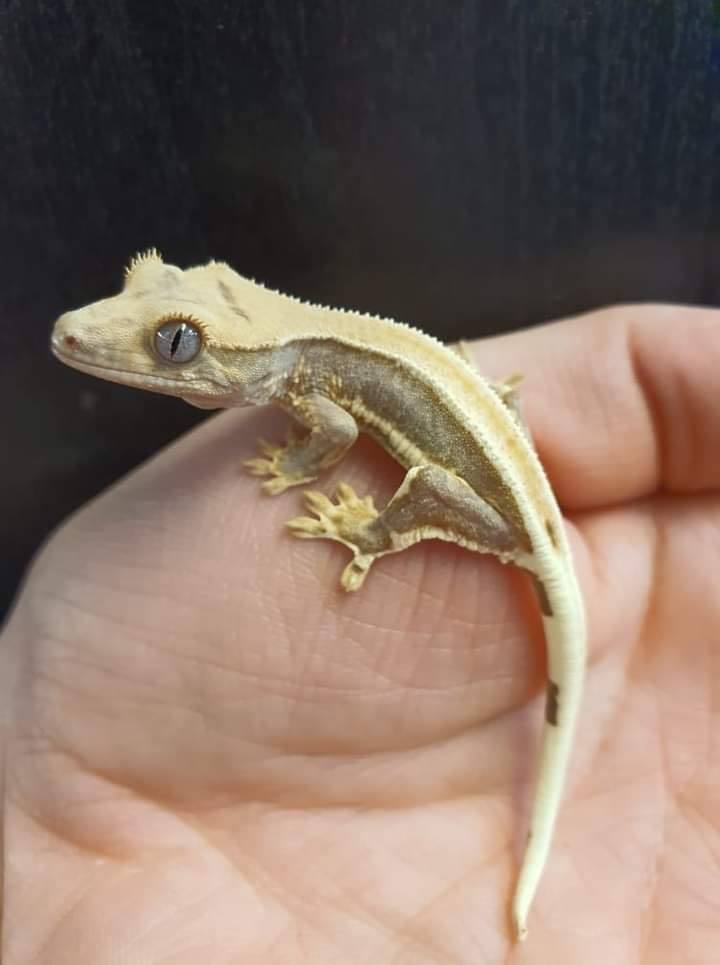Lilly White Unsexed Crested Gecko by The Jungle Reptiles