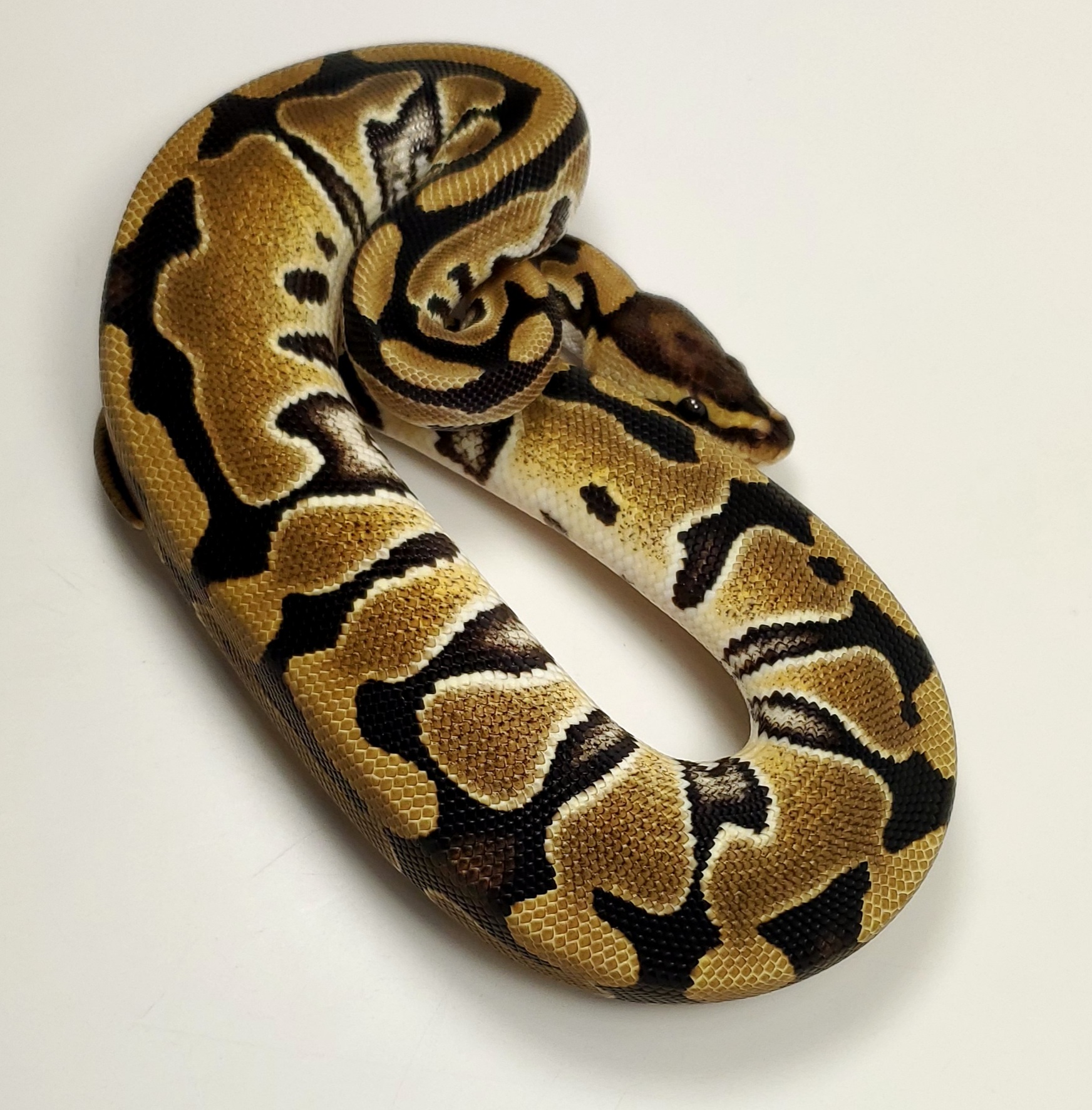 Cryptic Ball Python by Loxahatchee Herp Hatchery