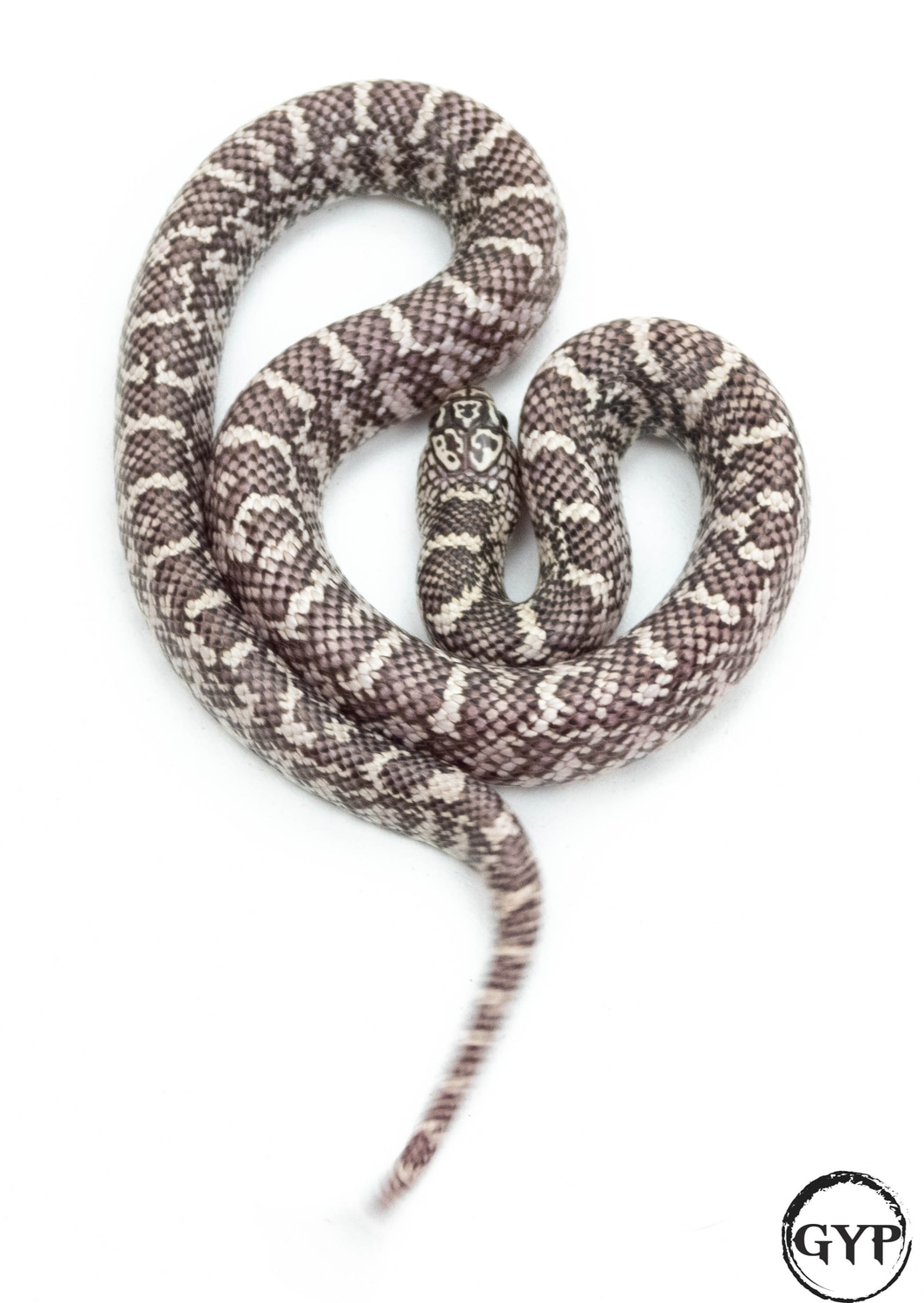 Anery Ghost Florida Kingsnake by Gopher Your Pet