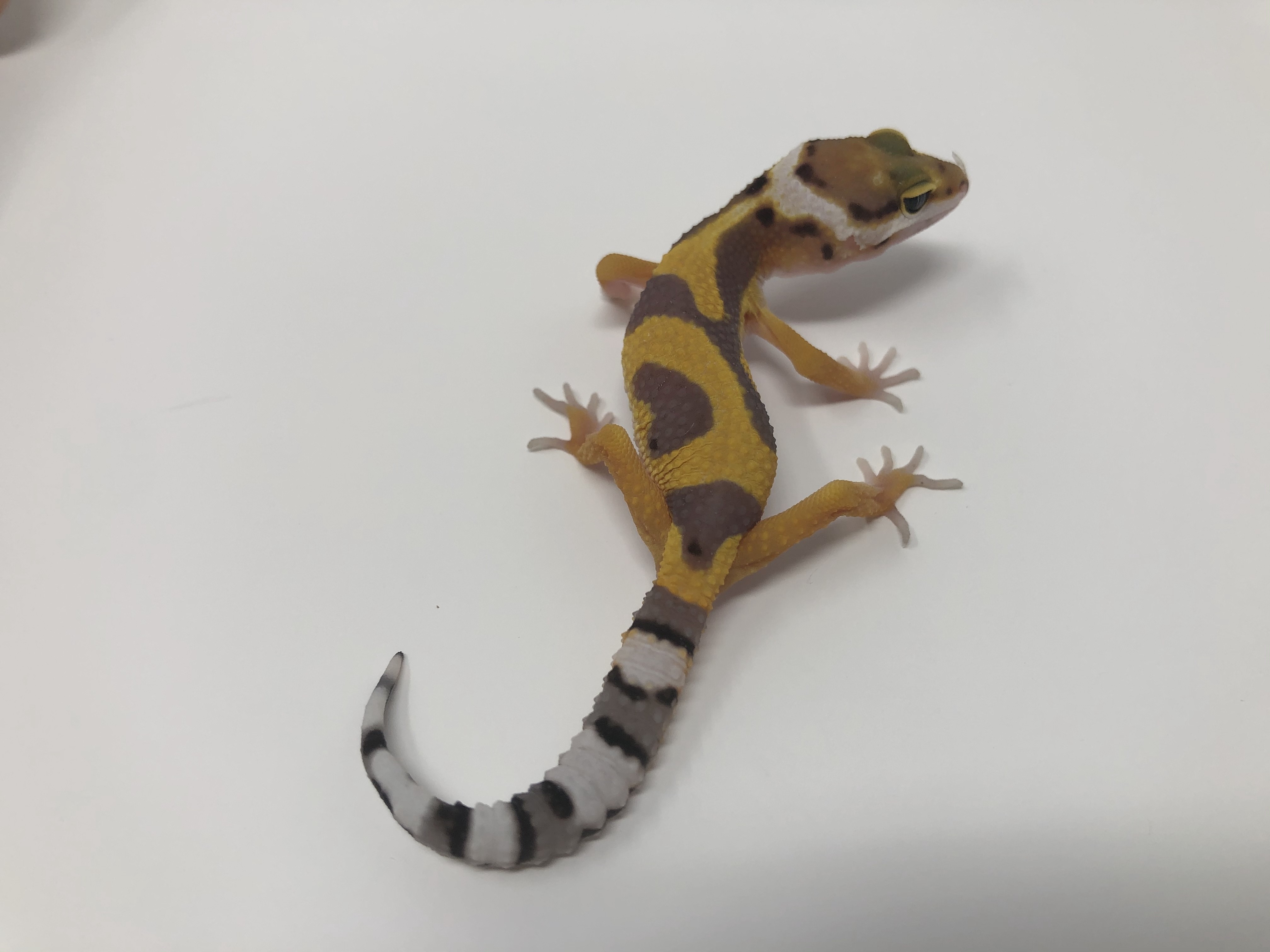 Jungle Leopard Gecko by Good Guy Reptile Family
