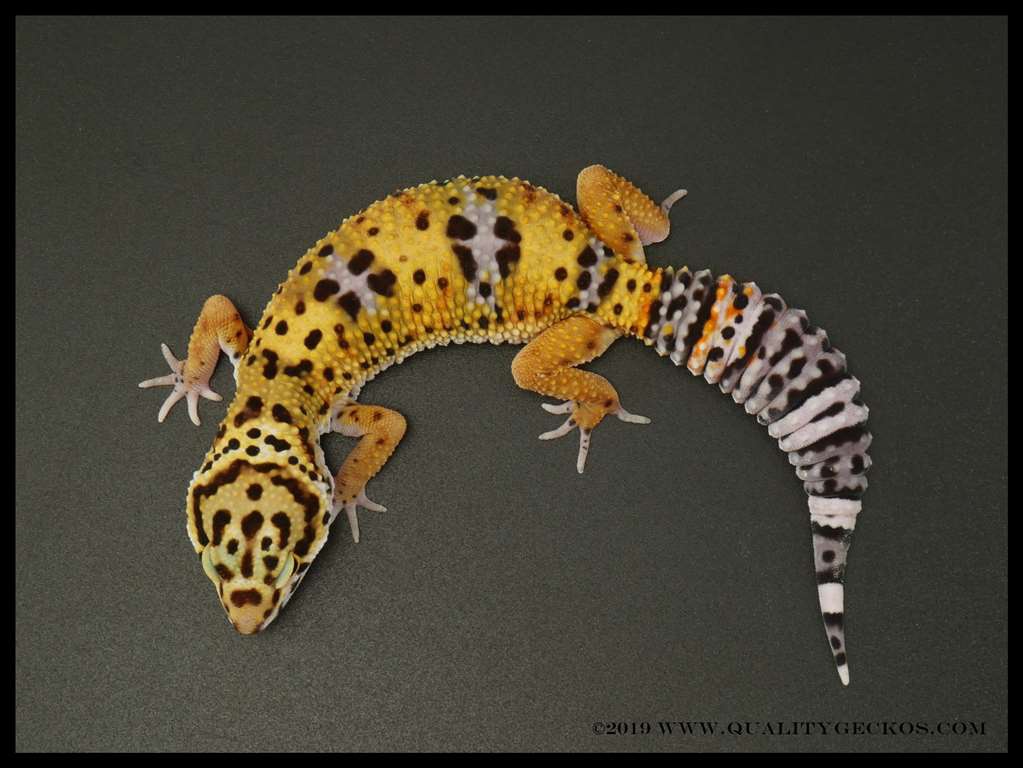High Yellow Halloween Mask Bandit Leopard Gecko by Quality Geckos