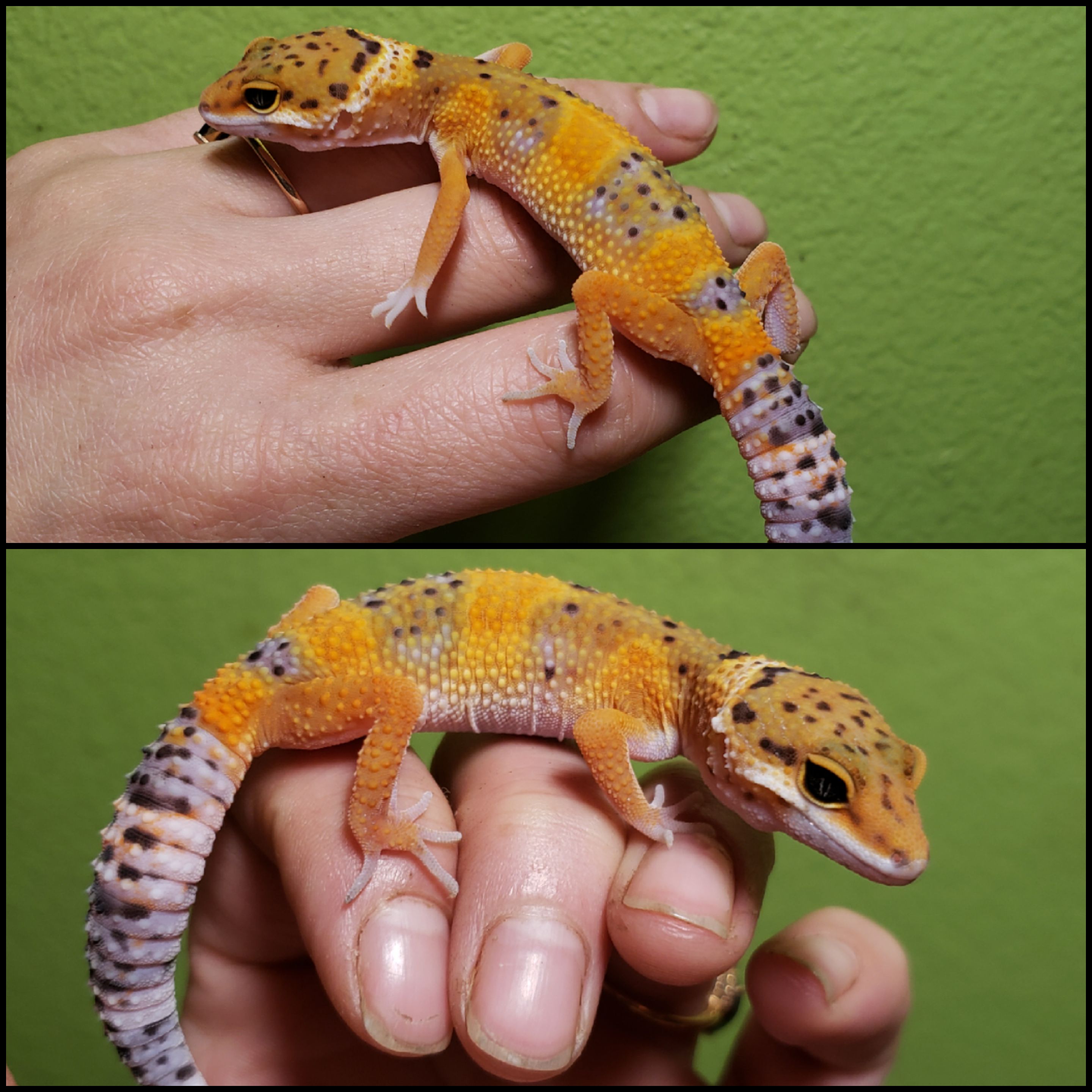 Blood Leopard Gecko by Robust Reptiles