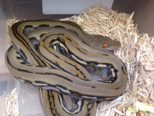 Genetic Stripe Reticulated Python by Pets-A-Plenty: The Ultimate Reptile Shop