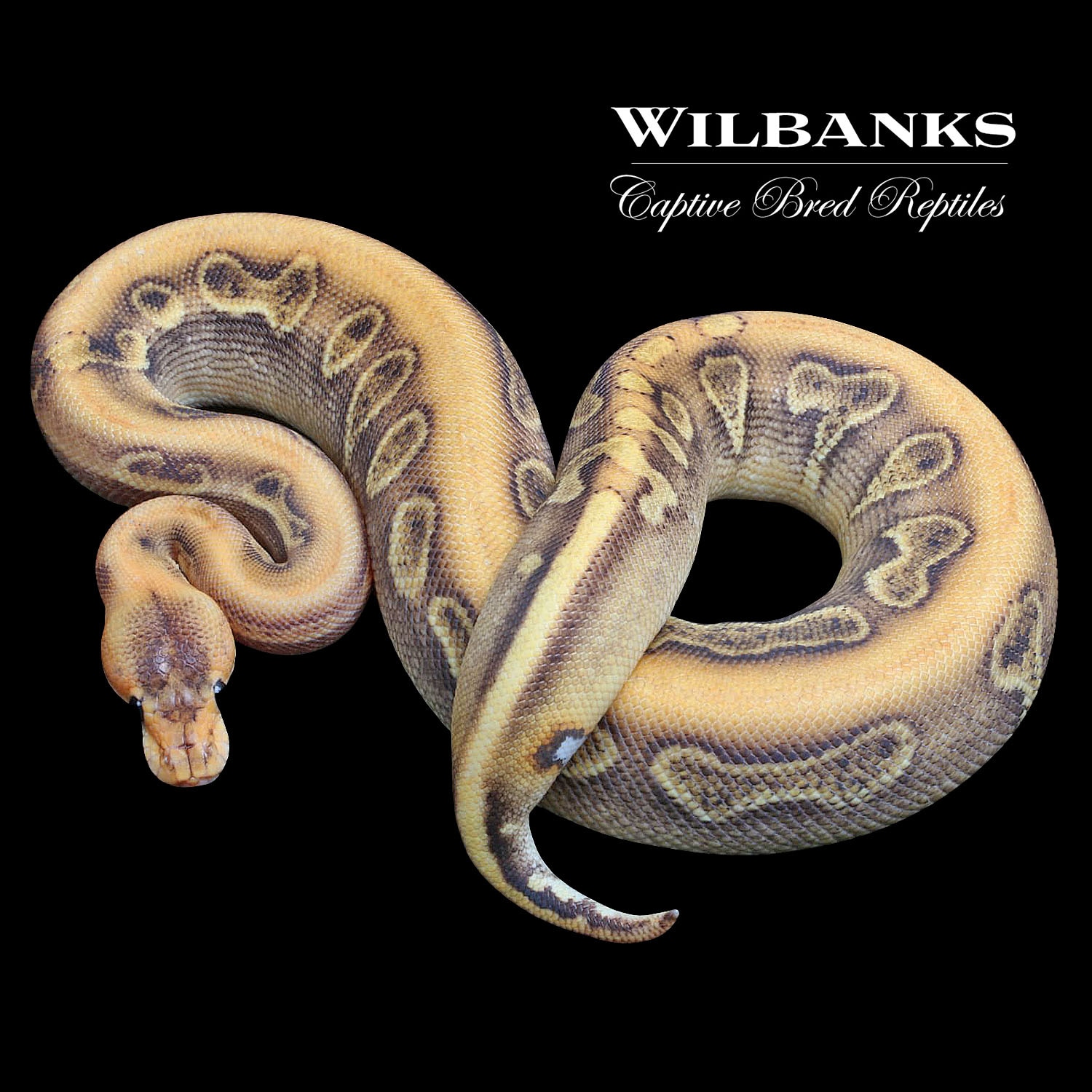 Champagne 100% Het. Crush Ball Python by Wilbanks Captive Bred Reptiles