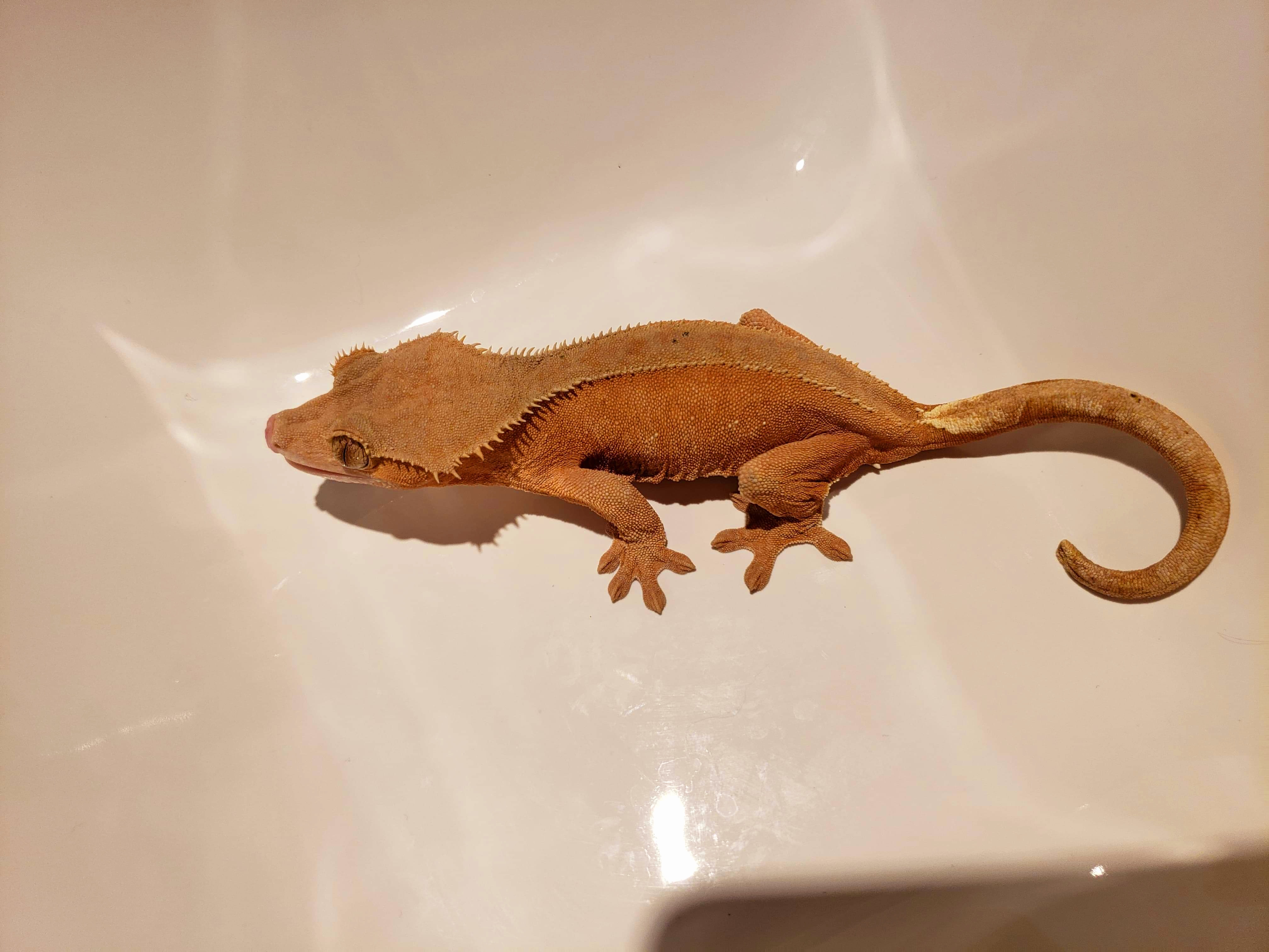Bi-color Crested Gecko by Riversrage Reptiles