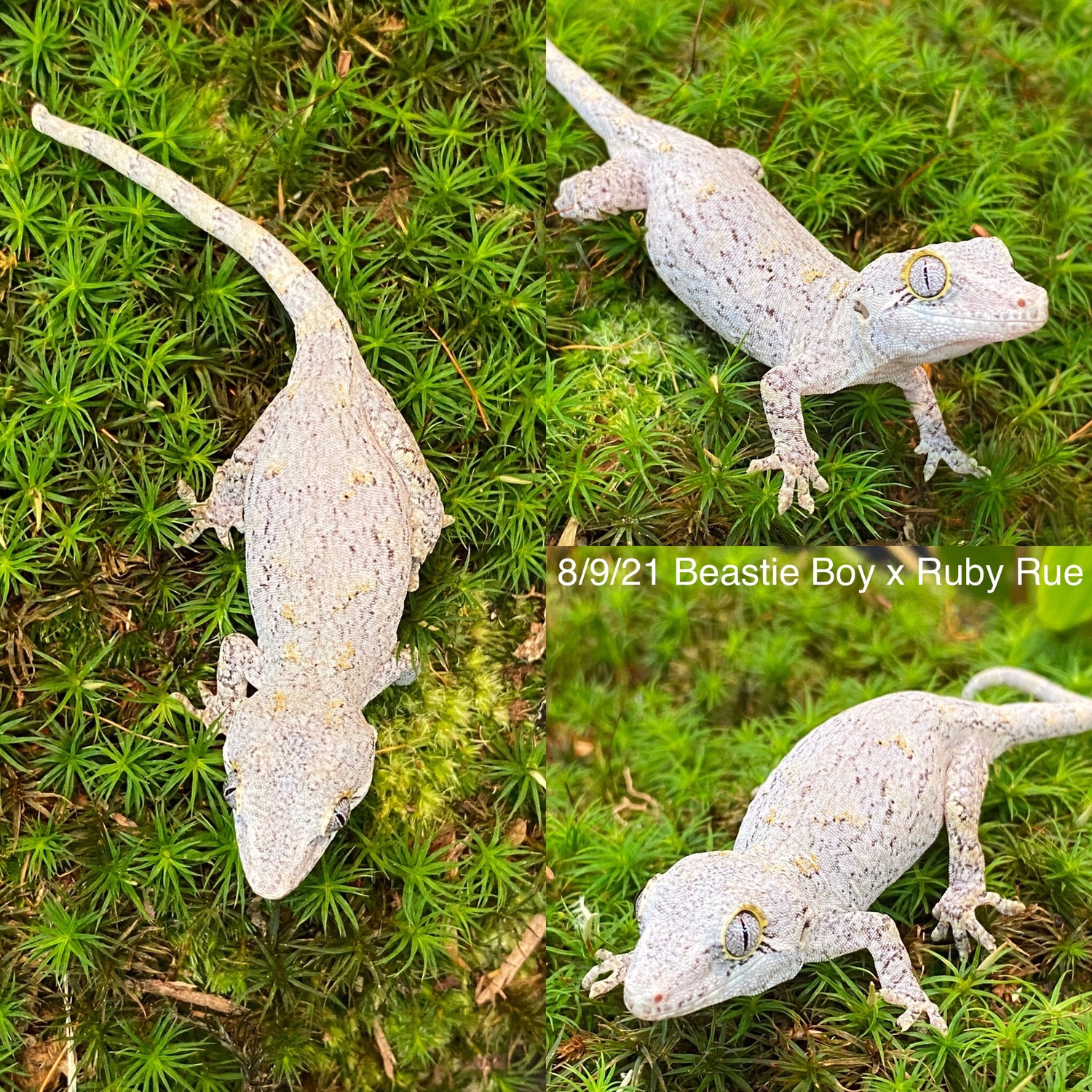 White Base Orange Spot Retic Out Of Beastie Boy X Ruby Rue Gargoyle Gecko by Nature Nut Reptiles
