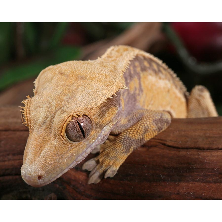 Male Lavender And Cream Solid Sided Quad Pinstripe Crested Gecko by Pangea Reptile