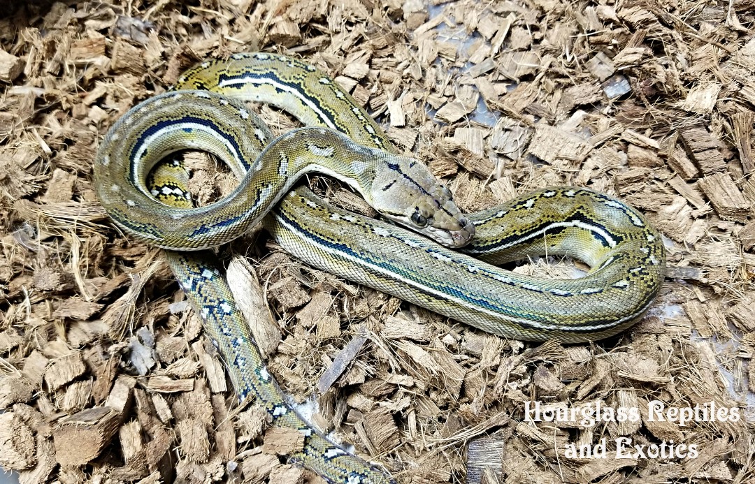 Anthrax Reticulated Python by Hourglass Reptiles