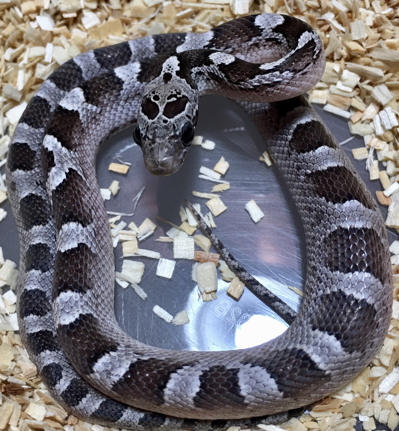 Granite Piedsided “Low Expression” by Hardee's Exotic Reptile Emporium