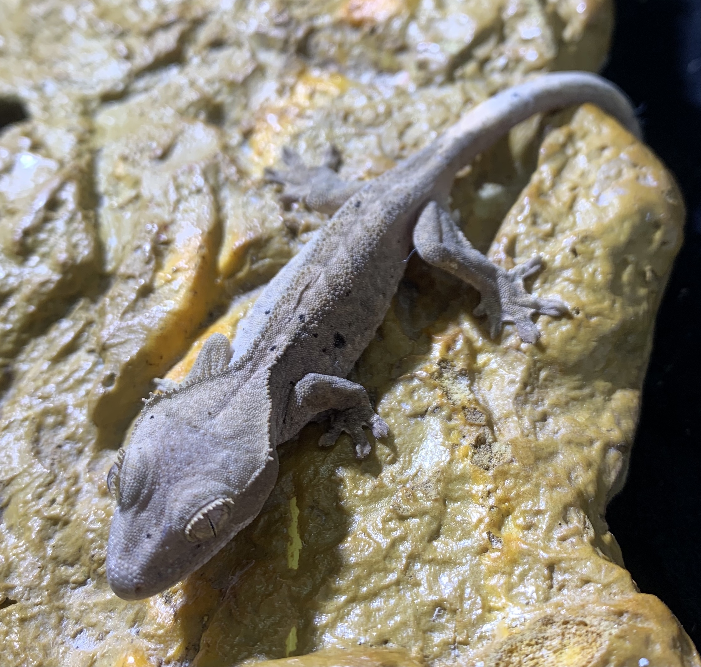 Dalmatian Crested Gecko by New Moon Reptiles, LLC