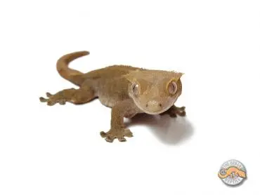 Buckskin by The Urban Reptile