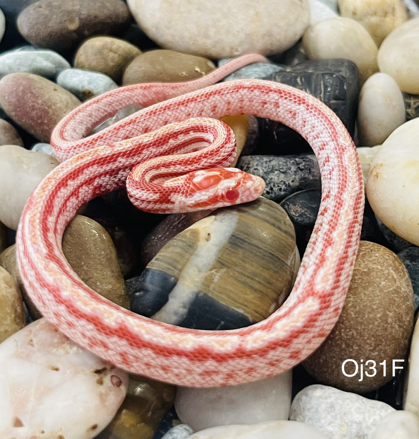Candy Cane Tessera by Captivating Reptiles LLC