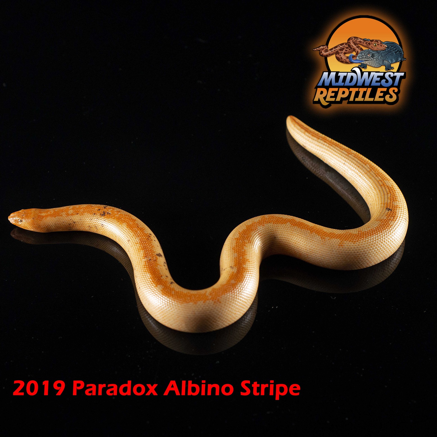 2019 Paradox Albino Stripe Male #1 Sand Boa by Midwest Reptiles