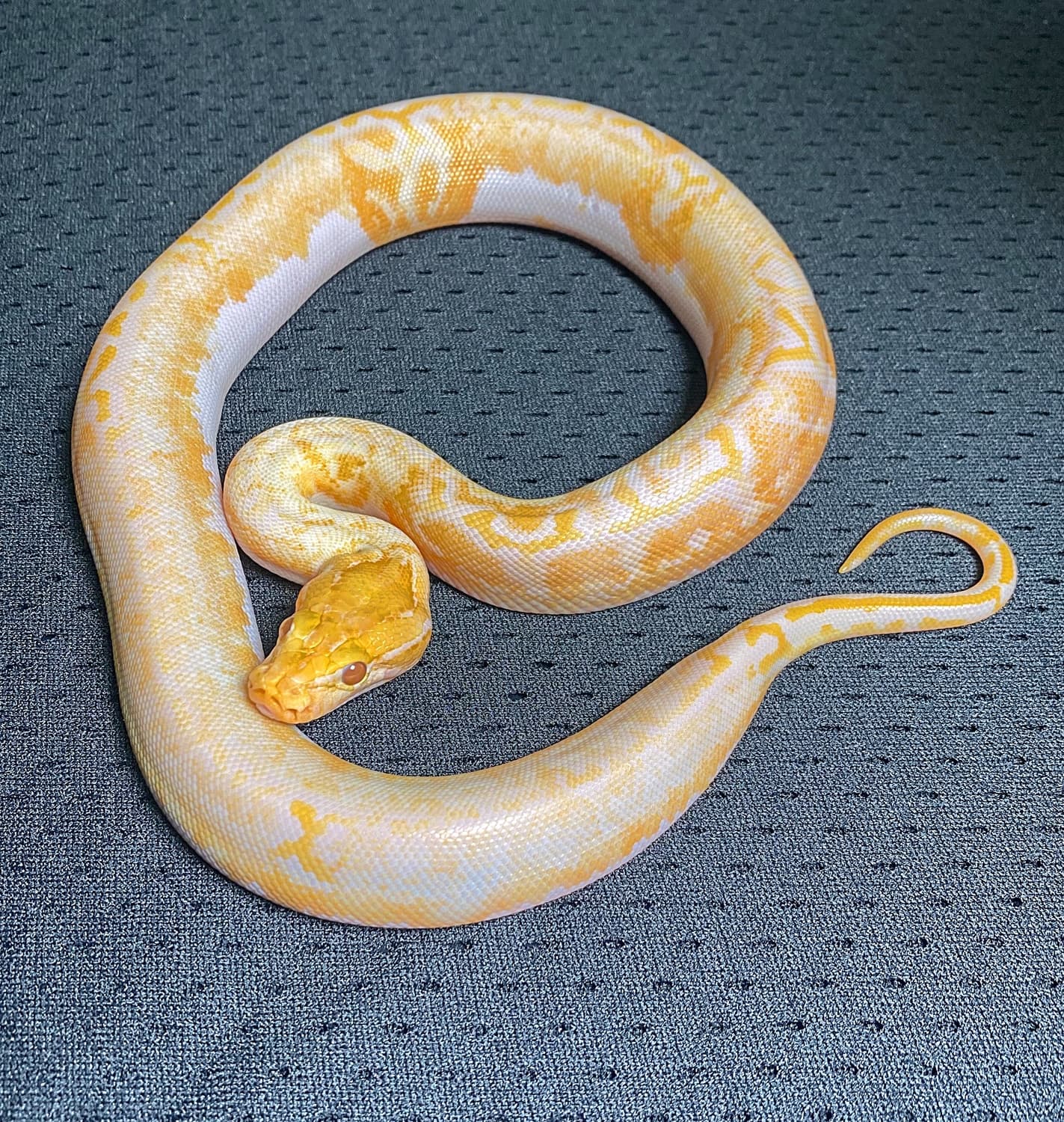 Albino Pied Burmese Python by Serpents By Design LLC