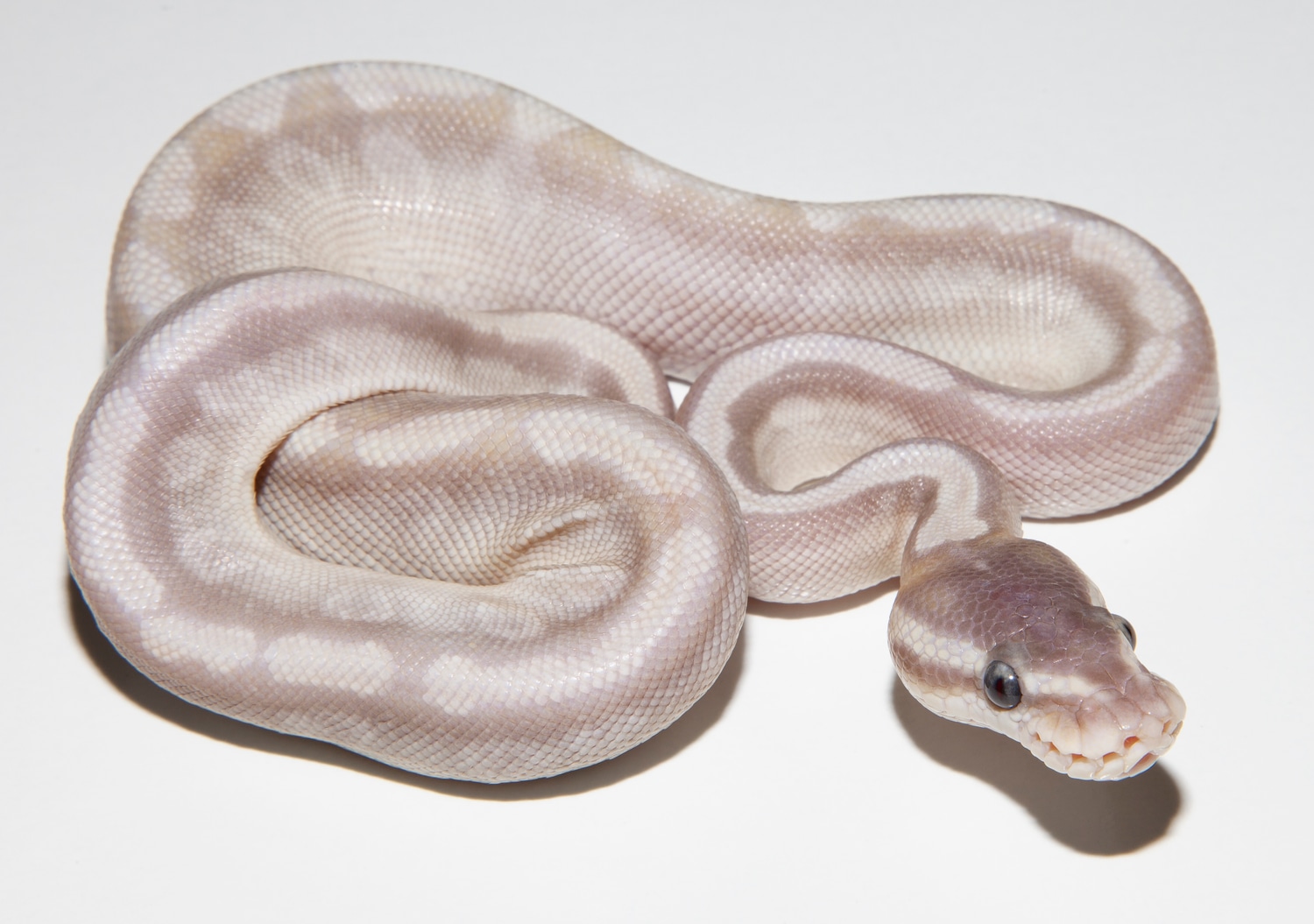 Mystic Potion GHI X Pastel Special GHI Ball Python by GHI Reptiles