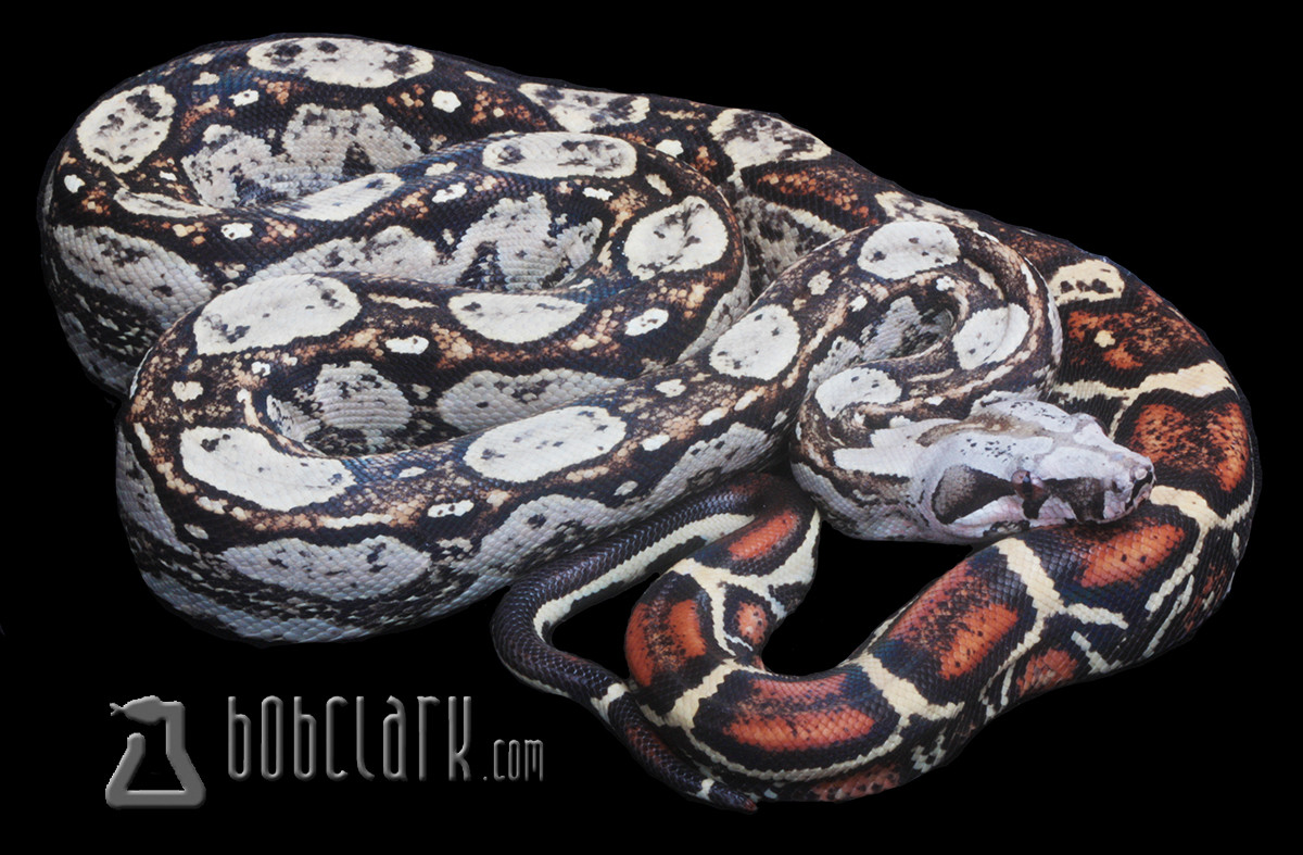 VPI T+ Boa Constrictor by Bob Clark Reptiles