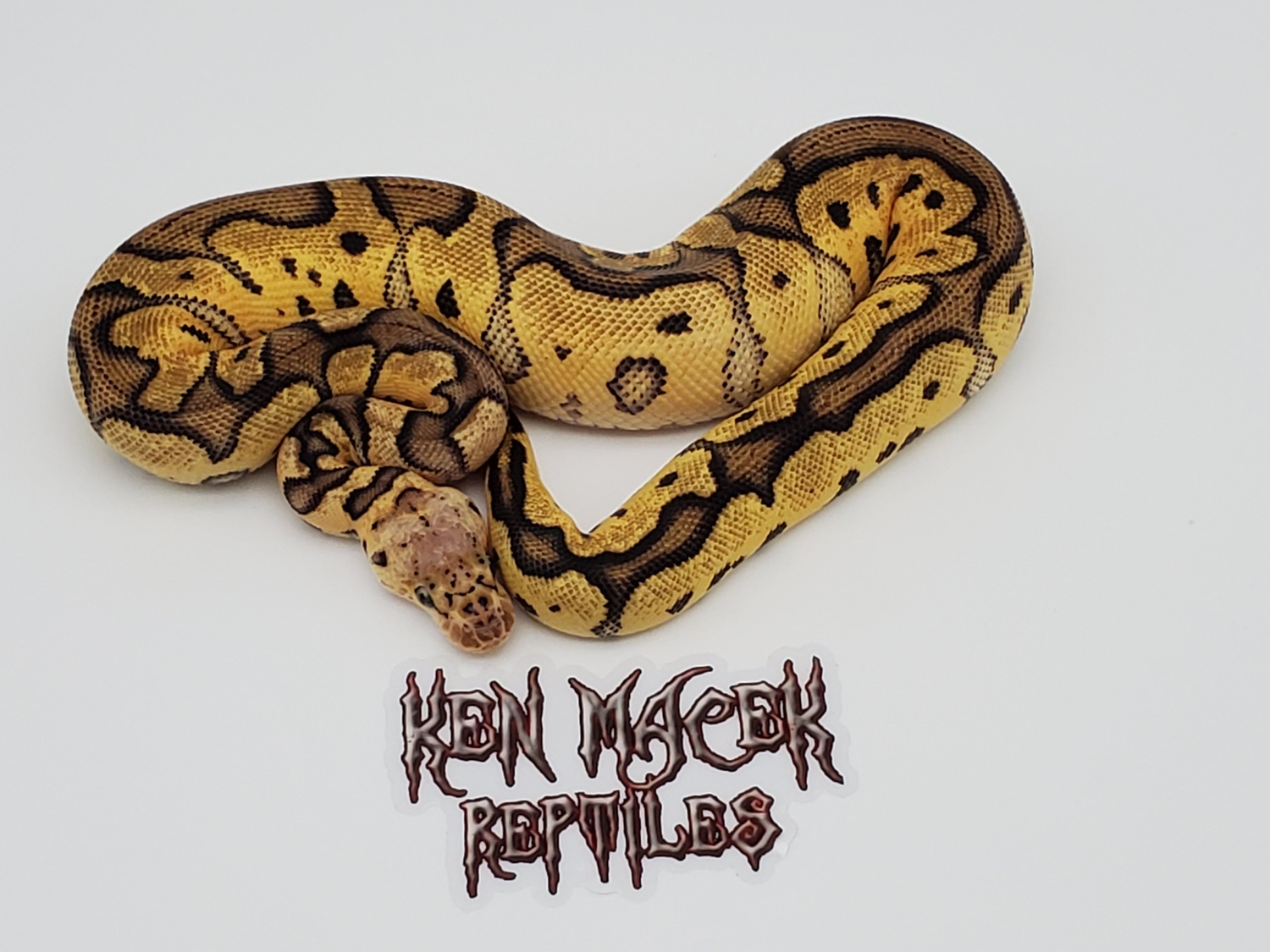 Pastel Motley Bongo Clown Ball Python by Ken Macek Reptiles